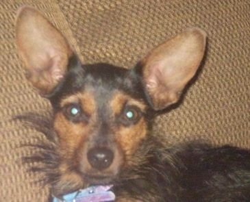 Nærbilde av hode og overkroppskudd - En svart med tan Yorkie Pin-hund som ligger mot baksiden av en brunfarget sofa og ser frem. Den har veldig store brede perk-ører, brede runde brune øyne, en svart nese med kortere hår på hodet og lengre hår på nakken og kroppen.