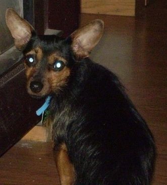 Den bakre vänstra sidan av en svart med solbränd Yorkie Pin-hund som satt på ett trägolv vände sig och tittade tillbaka på kameran. Det som stora perk öron och en längre päls på är kropp med kortare hår på huvudet med breda runda ögon och en svart näsa.