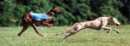 Dwa psy Azawakha biegnące przez pole