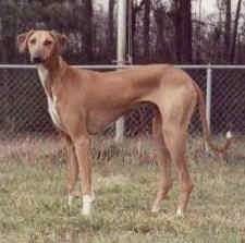 Mặt trái của một con chó săn Azawakh màu nâu với màu trắng đang đứng trên cánh đồng và nó đang nhìn về phía trước.