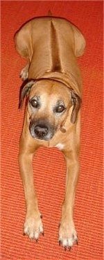 Родезийский риджбек лежит на оранжевой циновке. Собака смотрит вверх. У него есть линия на спине.