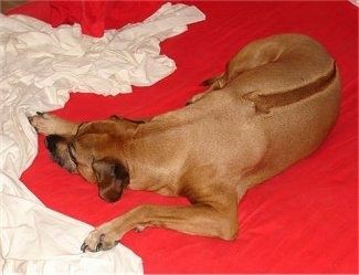 Mặt sau của một chú chó xoáy Rhodesian đang nằm trên một tấm chăn màu đỏ quay mặt về phía bên trái. Có một tờ giấy trắng ở phía trước của nó.