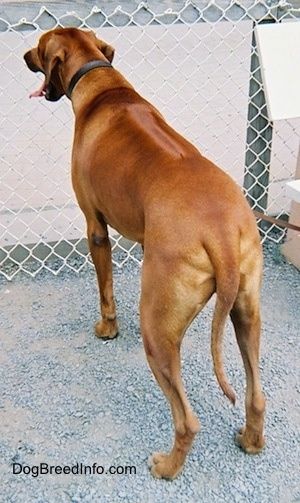 Mặt sau của một chú chó xoáy Rhodesian màu đỏ đang đứng trên một bề mặt đầy sỏi và nó đang nhìn ra hàng rào dây xích trước mặt. Miệng của nó mở ra và lưỡi của nó ra ngoài và đuôi của nó buông thõng xuống thấp.