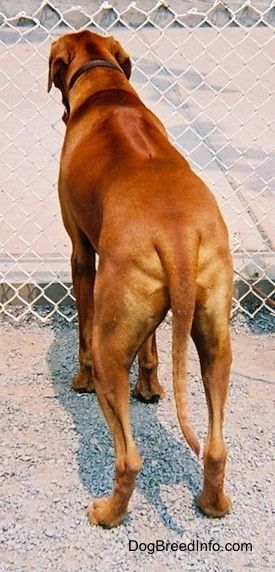 Mặt sau của một chú chó xoáy Rhodesian màu đỏ đang đứng trên một bề mặt đầy sỏi và nó đang nhìn ra ngoài hàng rào dây xích.
