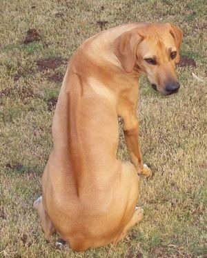 Mặt trước - Mặt sau của một chú chó xoáy Rhodesian màu đỏ đang ngồi trên bãi cỏ và nó đang nhìn lại máy ảnh. Có một dòng xuống con chó