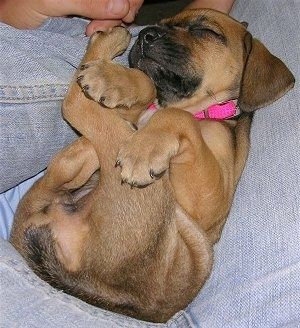 Primer pla: un petit cadell de Rhodesian Ridgeback dorm a l’esquena a la falda d’una persona. El gos porta un collaret rosat.