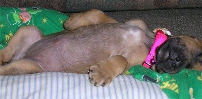 Neliels Rodēzijas ridžbekas kucēns nēsā karstu rozā kaklasiksnu, kas guļ uz vēdera uz augšu uz muguras uz zili baltām svītrainām spilvena un zaļu mierinātāju, uz kura ir lepra.
