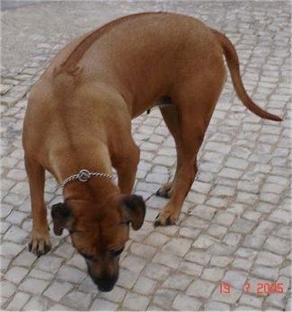 Собака родезийского риджбека обнюхивает квадратную каменную площадку, на которой стоит. На нем ошейник-цепочка, а на спине - леска. У него длинный хвост.