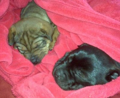 Два морщинистых щенка - черный щенок Sharp Eagle и коричневый щенок Sharp Eagle спят в ярко-розовом одеяле, которое обернуто вокруг них.
