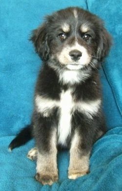 전면보기-황갈색과 흰색 시베리아 코커 강아지가있는 푹신한 검정색이 소파 위에 드리 워진 밝은 파란색 배경에 앉아 있으며 기대하고 있습니다.