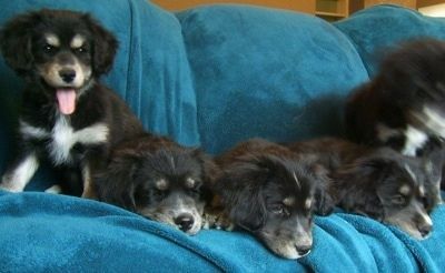 두꺼운 코팅 된 시베리아 코커 강아지 한 뭉치가 모두 앉아서 담요에 누워 있습니다. 가장 왼쪽에있는 강아지는 앞을 내다보고 있고, 입은 벌리고 혀는 밖으로 나옵니다.