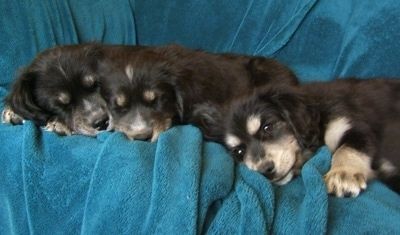 Котило от кученца от сибирски кокер лежи върху синьо-синьо одеяло, поставено над диван. Две от кученцата спят, а едното гледа напред.