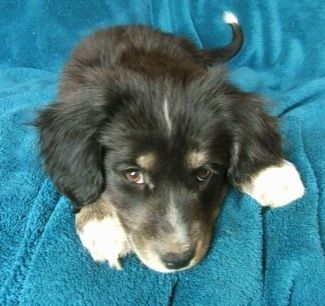 Отблизо - Черно с жълтокафяво и бяло кученце от сибирски кокер лежи на диван и гледа напред. На ушите му има много гъста козина и кафяви очи.