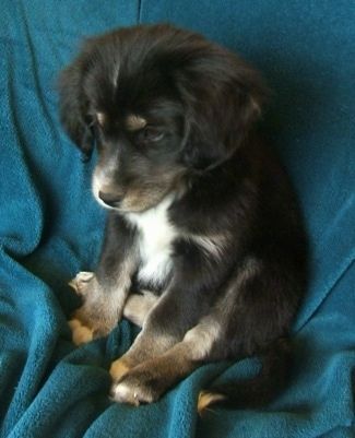 Отблизо - Черно с жълтокафяво и бяло кученце от сибирски кокер седи на дупето си с гръб към гърба на синьо-синьо одеяло на диван и гледа надолу и вляво.