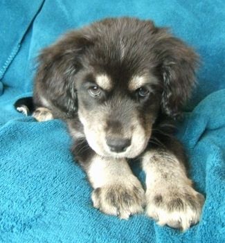 Zblízka čelný pohľad - čierne a šedo-biele šteňa sibírskeho kokera leží na gauči a teší sa. Na ušiach má veľa nadýchanej kožušiny a hnedé oči.