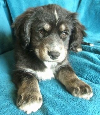 Черно с тен и бяло кученце от сибирски кокер лежи върху синьо-синьо одеяло и гледа напред. Има кафяви очи и пухкава коса на ушите и главата.