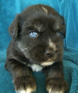 Uždaras vaizdas iš priekio - Jaunas juodas su įdegiu ir baltas Sibiro kokerio šuniukas, kurio akys ryškiai mėlynos, deda ant žalsvai mėlynos spalvos antklodės, uždėtos virš sofos, ir laukia.