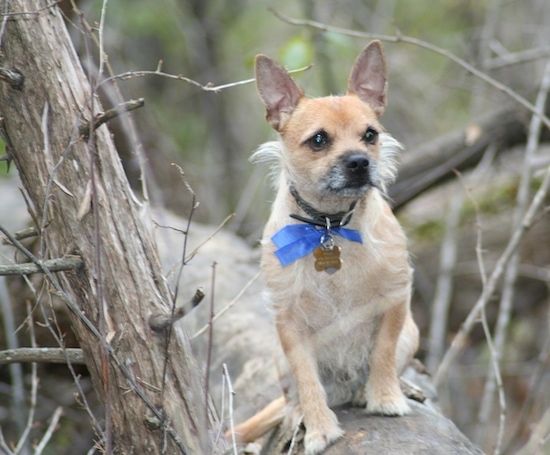 Egy kis barnulás fehér Toxirn kutyával ül egy kidőlt fa törzsén, kék szalagot visel, jobbra nézve. A kutya rövid szőrrel, hosszabb szálú szőrrel, fekete orral és sötét szemekkel.
