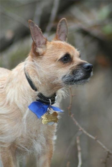 Øverste del af en brunfarvet med hvid Toxirn-hund, der står på tværs af en træstamme, og den ser til højre. Den har en mørkere kort underfrakke med tyndt lysere hår, der kommer ud, hvilket giver det et uklart look. Det har ekstra ører.