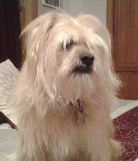 Nahaufnahme von vorne - Ein hellbrauner, langhaariger Toxirn-Hund, der auf einem Bett sitzt und nach rechts schaut. Es hat lange Haare, eine blak Nase und einen Unterbiss.