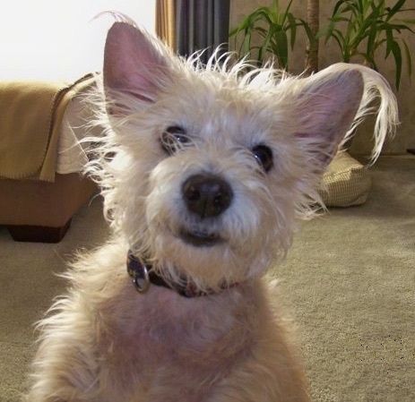 Nahaufnahme - Ein ungepflegter, brauner Toxirn-Hund, der auf einem Teppich sitzt und nach vorne schaut. Dahinter steht ein Beet und eine Topfpflanze. Der Hund hat kleine, freche Ohren mit Fransenhaaren, dunklen Augen, einer schwarzen Nase und schwarzen Lippen.