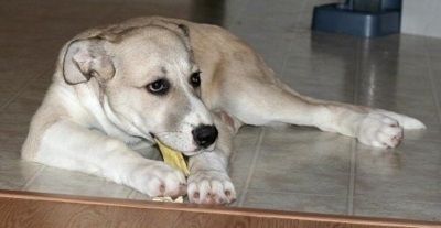 Įdegęs ir baltas Didžiojo Pirredano šuniukas kramto kaulą ant įdegio plytelėmis išklotų grindų priešais laiptus.