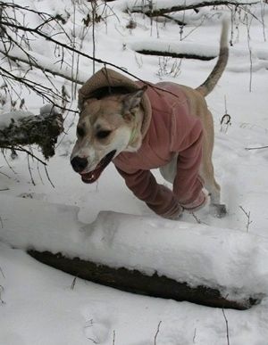 Преплануло и бело штене великог пиредана носи ружичасту јакну прескачући пали трупац у снегу.