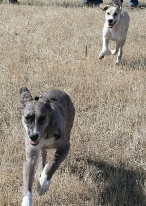 Įdegęs ir baltas „Great Pyredane“ šuniukas vejasi pilką su baltos ir juodos spalvos „Merle“ spalvos šuniuku per rudą aukštą rudą žolę.