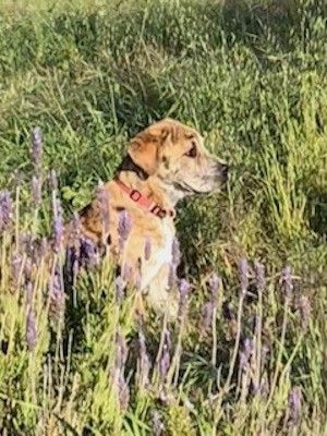 ภาพด้านข้างของลูกสุนัขขนสีแทนสวมปลอกคอสีแดงนั่งอยู่บนหญ้าสูงและมีวัชพืชมองไปทางขวา