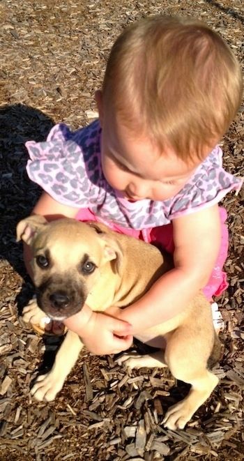 มุมมองด้านบนของลูกสุนัขอเมริกันพิทคอร์โซผิวสีแทนที่กำลังกอดทารกอยู่ข้างนอก