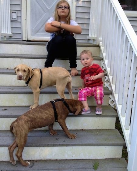 Du žaidžiantys amerikiečių Pit Corso šuniukai stovi ant laiptelių su dviem vaikais