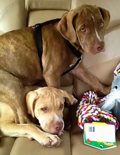 ด้านขวาของลูกสุนัขอเมริกันพิทคอร์โซขนสีน้ำตาลกำลังนั่งทับลูกสุนัขอีกตัวที่กำลังนอนอยู่ พวกเขานั่งอยู่ในรถ