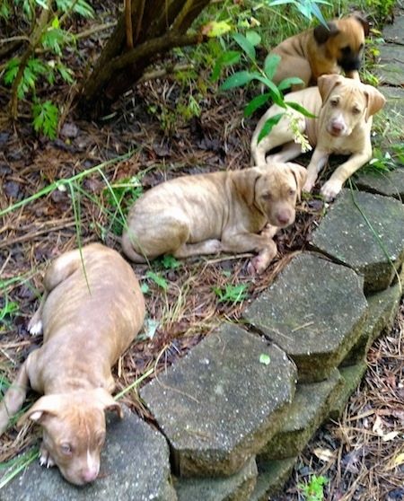 ลูกสุนัขอเมริกันพิทคอร์โซสี่ตัวกำลังนั่งพักผ่อนอยู่ในสวน