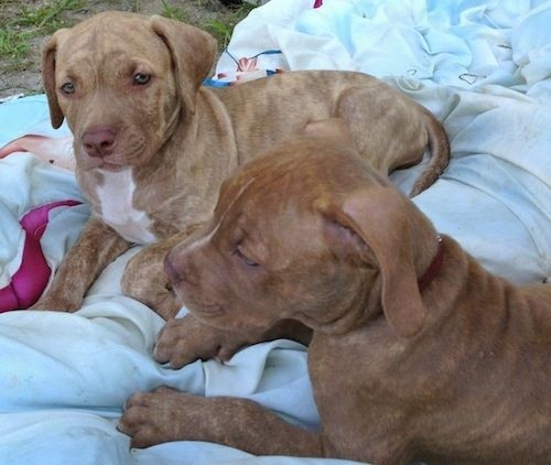 Kairė dviejų American Pit Corso šuniukų, kurie guli ant antklodės, pusė.