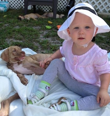 Kairioji skiauterė su baltu Amerikos Pit Corso šuniuku, kuris guli ant antklodės ir žiūri į kepurę nešiojantį kūdikį.