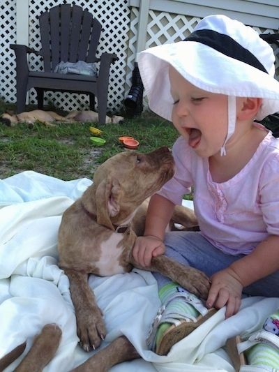 Raudonas apyrankė su baltu Amerikos Pit Corso šuniuku bando laižyti ant antklodės sėdinčio kūdikio veidą.
