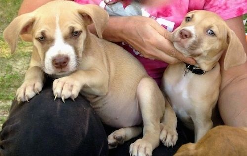 ระยะใกล้ - ลูกสุนัขอเมริกันพิทคอร์โซสองตัวกำลังนอนอยู่บนตักของผู้หญิงคนหนึ่งและพวกมันตั้งหน้าตั้งตารอ
