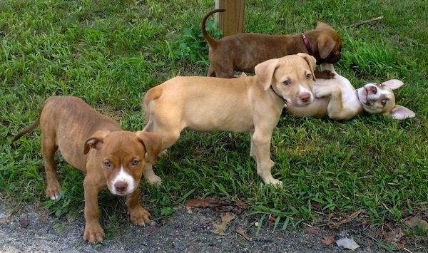 Dešinė keturių American Pit Corso šuniukų, kurie žaidžia vejoje, pusė ir jie laukia.