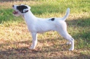 Levi profil - Psiček belega s črnim Parson Russell Terrier stoji v travi in ​​z odprtimi usti in jezikom gleda navzgor. Njegov rep je dvignjen.