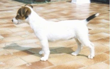 Levi profil - Bel z rjavim in črnim psom Parson Russell Terrier stoji na bleščečih rjavih tleh in gleda v levo. Njegova ušesa so zamaknjena spredaj.