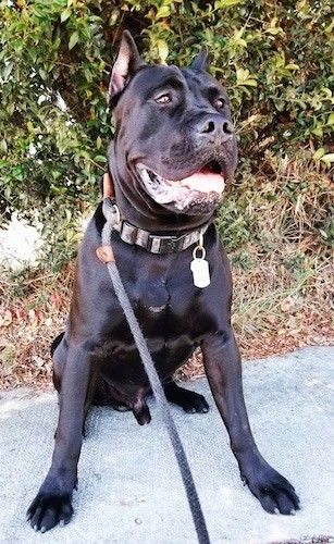 Blizgantis juodas, storo kailio, raumeningas šuo su papildoma oda, didelėmis raukšlelėmis ir nukirptomis ausimis, dėvintis storą antkaklį, atsisėdęs ant šaligatvio.