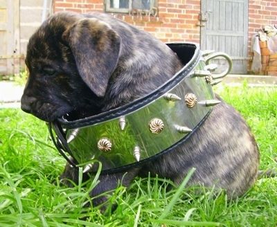 Topatacaya de Rey Gladiador anak anjing Presa Canario sedang duduk di rumput dengan kerah besar di badannya