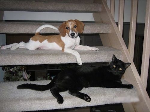 Baltas ir įdegęs Raggle šuniukas guli ant kiliminės dangos, o po juo ant kito laiptelio žemyn yra juoda katė.