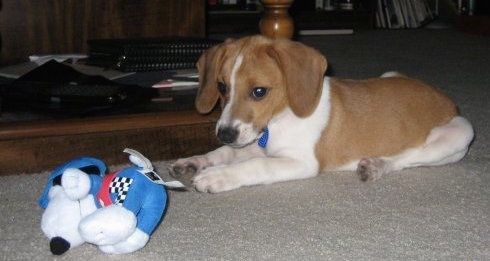 Bahagian kiri anak anjing Raggle berwarna cokelat dan putih yang sedang berbaring di atas permaidani. Terdapat mainan Snoopy mewah berwarna biru dan putih di hadapannya.