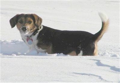 Seekor anjing Raggle berwarna hitam, kecoklatan dan putih sedang berjalan di salji yang dalam dan ia melihat ke hadapan. Ia mempunyai salji di sekitar moncongnya. Ekornya naik.