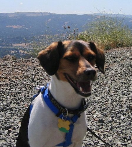 Juodas, įdegęs ir baltas Raggle šuo sėdi ant uolėtos kalvos viršūnės, už kurios atsiveria vaizdingas kalnų vaizdas. Šuo žiūri į dešinę, jo burna yra atvira ir atrodo, kad jis šypsosi.