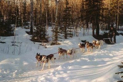 سلیڈنگ والے 8 کتوں کی ایک ٹیم برف کے راستے میں سے ایک راستہ کھینچ رہی ہے۔