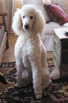 Leva stran debelo prevlečenega, belo obarvanega belega sivega psa Standard Poodle, ki sedi na betonski površini. Pes ima dolga mehka ušesa.