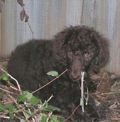 Leva stran črnega psa Standard Poodle, ki leži v travi in ​​se veseli. Njegova usta so odprta in videti je, kot da se smehljajo. Za njo je lesena ograja za zasebnost.