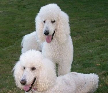 Dua Poodle Standard putih berada di ladang jika rumput hijau. Seorang berdiri dan seorang sedang berbaring. Mulut terbuka dan lidah menjulurkan. Mereka mempunyai putih tebal, bulu kerinting, hidung hitam, bibir hitam dan mata hitam.